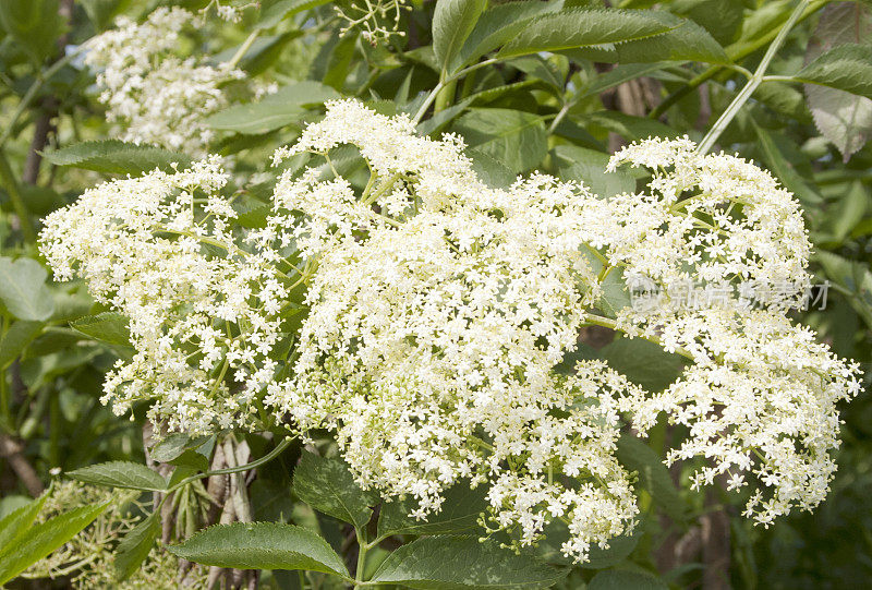 普通接骨木(sambuus nigra)开花